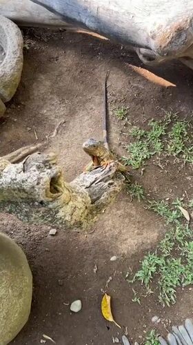 Wildlife sanctuary animals observed in Sukawati, Indonesia
