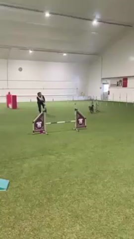 The video shows a person and a dog in an indoor agility course. The person, dressed in dark clothing, is running and gesturing to guide the dog through a series of obstacles including jumps and a tunnel. The dog is actively participating, moving quickly through the course. The course is set up on artificial turf in a large, well-lit indoor space. Walls are white and there are a few other objects around the perimeter of the course. The camera is stationary and follows the action as the person and dog navigate the agility course.