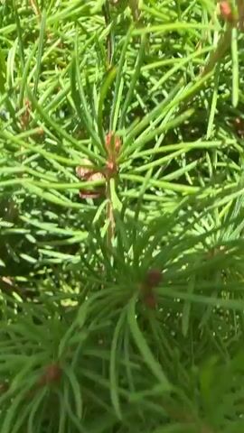 This media file is a close-up video showcasing the lush, green needles of a conifer tree, likely a spruce or fir, given its dense foliage and sharp, needle-like leaves. The camera pans slowly, revealing the intricate texture and layered growth of the branches. Small, reddish buds are visible at the tips of some branches, suggesting new growth. As the video progresses, the view pulls back to reveal the entire top portion of the tree against a clear, bright blue sky. The sunlight highlights the vibrant green of the needles, creating a sense of freshness and vitality. The scene appears to be outdoors, likely in a garden or park, given the presence of other foliage, including a glimpse of a Japanese maple with its characteristic reddish-purple leaves on the right side of the frame. The overall impression is one of a healthy, well-established tree bathed in the light of a pleasant day. No people, text, or specific events are depicted, focusing solely on the natural beauty of the coniferous plant. The time of day is clearly daytime, indicated by the bright sunlight and the clear blue sky. The weather appears to be fair and sunny. The location context of Steenwijk, Netherlands, would place this scene within a temperate climate.