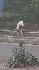 Horse grazes roadside in Usargaon, India