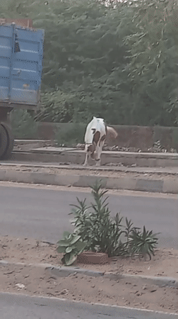 Horse grazes roadside in Usargaon, India