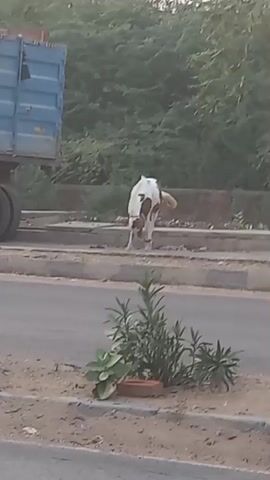 A horse is seen eating in a roadside environment. The animal, which is mostly white with patches of brown, is seen grazing near a concrete barrier. A busy street and some greenery appear in the background. Initially, a motorcycle rushes past the camera. The camera is generally stationary, with a slight blur at certain points.