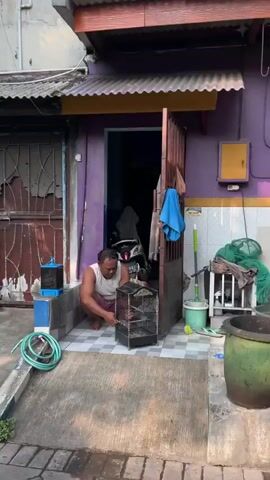 A man kneels on a concrete porch in front of a purple-painted doorway, tending to a bird in a cage. He is wearing a white tank top and dark shorts, and has short, dark hair. To his left, a blue bird cage hangs from a hook. A green garden hose lies coiled on the concrete in front of him, and a blue and white striped pole is visible. The doorway is open, revealing an interior with blue walls. To the right of the doorway, a white and green caged animal, possibly a rabbit or bird, is visible. A yellow object is mounted on the purple wall to the right. The porch floor is tiled with a pattern of white and dark gray squares. In the foreground, a concrete ramp leads down to a paved area with some dry leaves and green plants. The scene appears to be outdoors, possibly in front of a residential building.