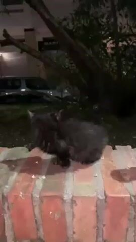 The video shows a small black kitten standing on a brick wall at night. Next to the kitten is an unopened can of red energy drink. A car and a tree are visible in the background.