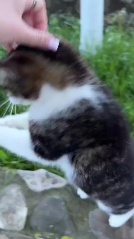 The video shows a person interacting with a cat. The cat is mostly dark brown and black, with white paws, chest, and face. It's standing on a stone border next to a patch of green grass. A hand, adorned with a ring and painted nails, reaches out to pet the cat on the head and face. The cat looks up to the hand as it's being petted.