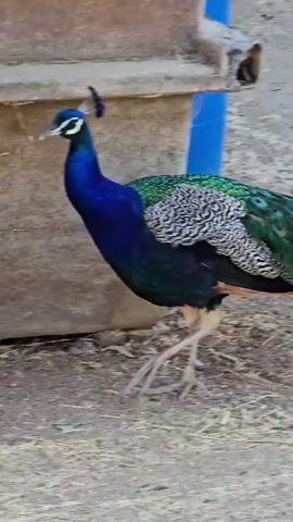 A peacock with iridescent blue and green plumage walks across a dirt and straw-covered ground. It is a male peacock, identified by its vibrant colors and the crest on its head. In the background, there is a weathered concrete wall or structure. To the right of the peacock, two large white buckets are visible, one with blue markings and the other plain. The peacock is captured in a side profile, with its head turned slightly to the left, and it appears to be moving from left to right across the frame. The lighting suggests it is daytime, with a natural outdoor setting.