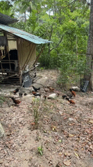 Rural tropical scenes documented on Koh Phangan island Thailand
