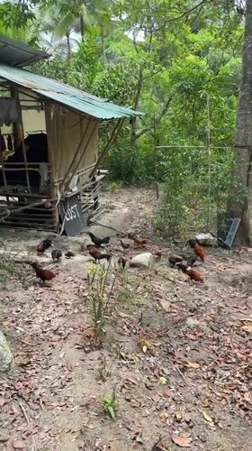 Rural tropical scenes documented on Koh Phangan island Thailand