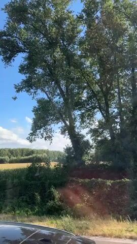 The video captures a rural scene with a clear blue sky and fluffy white clouds. Tall trees with lush green foliage dominate the right side of the frame, casting shadows on the ground. In the background, a field of golden crops, likely wheat or barley, stretches across the landscape, bordered by a line of trees. A signpost is visible on the left, indicating "Nevele 1500m" with the number 12 and a directional arrow. The lower portion of the video shows the hood of a dark-colored car, suggesting the footage is being recorded from inside a moving vehicle. The overall impression is a serene, sunlit day in the countryside.