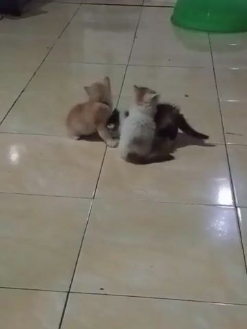 Two kittens are on a tiled floor. One kitten, primarily orange, is facing away from the camera and appears to be moving. The other kitten, with white and brown fur, is facing the camera and is in a sitting position. The background is dimly lit with a green object visible in the upper right corner.