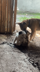 Dogs spotted resting on concrete surface in Carmen, Philippines