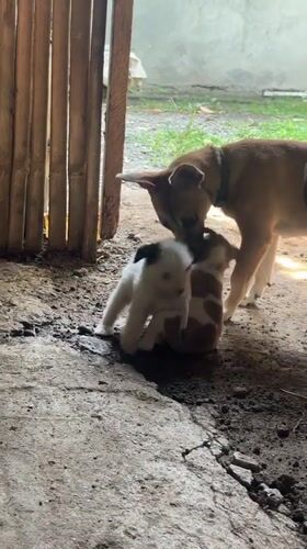 Dogs spotted resting on concrete surface in Carmen, Philippines