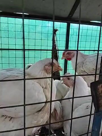 This is a close-up shot inside a cage where several white chickens are gathered. The cage is constructed of black metal bars. Behind the chickens, a green mesh screen is visible, creating a blurred backdrop. In the center of the cage, a dark, fibrous object hangs from above. The chickens are mostly facing the camera or towards each other. Their white feathers are prominent, and their faces, with small red combs on some of them, are visible. One chicken in the back right stands slightly taller than the others. The lighting appears to be artificial, casting a soft glow on the birds. The camera is positioned at eye level with the chickens, looking through the cage bars.