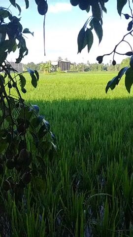 The video shows a close-up view of lush green rice paddies under a bright blue sky. In the foreground, the branches of a tree laden with dark, round fruits hang down, partially obscuring the view of the field. Sunlight casts a warm glow on the rice stalks, creating a vibrant, natural landscape. In the distance, a few simple structures and vegetation are visible, suggesting a rural setting. The overall impression is one of tranquility and natural beauty.