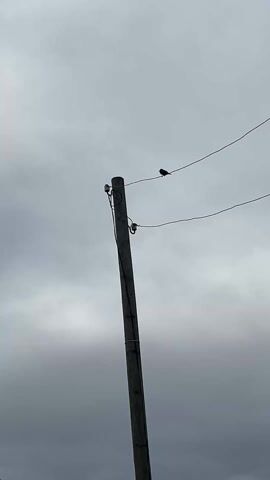 The video shows a bird perched on a wire connected to a wooden utility pole against a cloudy sky. The pole is tall and brown, with two ceramic insulators attached to its side.  The bird is small and dark, silhouetted against the light sky. The sky is overcast, with gray clouds filling the frame.