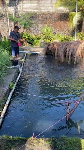 A man stands on the edge of a pond and throws food into it. The man is wearing a dark t-shirt, dark shorts, and a baseball cap. He is holding a pink container in his left hand and a handful of food in his right. The pond is rectangular and has pipes running along its edge. There is lush green vegetation and some dry palm fronds around the pond. The water is dark and appears to be teeming with small fish. In the background, there is a stone wall and a concrete fence. The sun is shining, casting shadows on the scene.