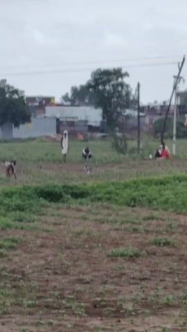 The video shows an outdoor scene with a group of people and animals in a grassy field. There are at least three dogs visible in the field, two of which appear to be walking. One person is standing in the field, wearing white clothing and a head covering, and another person is crouched nearby. Further in the background, two individuals are seated, one wearing a red shirt. Buildings and trees are visible in the distance, suggesting a rural or semi-rural environment. The ground in the foreground is a mix of dirt and some vegetation. The sky is overcast.