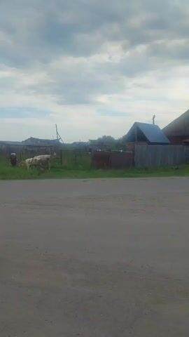 A person in a red shirt and white headscarf is standing next to two cows in a grassy field. The person appears to be holding a rope that is attached to one of the cows. The cows are grazing in the field. There are several wooden fences and buildings in the background. The sky is cloudy.