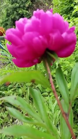 A close-up shot focuses on a vibrant pink peony in bloom. The flower is positioned in the foreground, with its lush petals filling the frame. Behind the peony, a dense green foliage creates a natural backdrop. In the far left of the background, partially out of focus, is a scarecrow. The scarecrow appears to be wearing a striped shirt and has a hay-like texture for its head. The overall environment suggests an outdoor setting, likely a garden or natural landscape. The camera movement is subtle, offering a slight shift in perspective as it captures the scene.