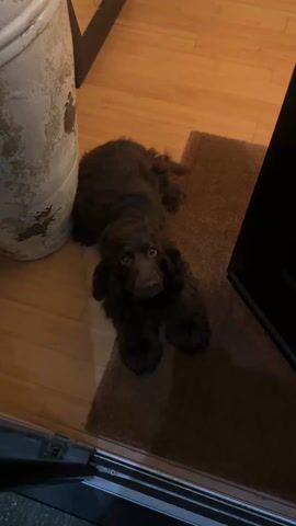 The video shows a brown, curly-haired dog lying on a brown rug. The dog is next to a white, weathered-looking cylindrical object, possibly a planter. The floor is light-colored wood. A person walks up to the dog and makes a "psst" sound. The dog moves but remains lying down, looking at the person.