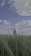 Afternoon in a lush Russian wheat field, midsummer.