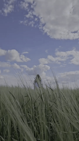Afternoon in a lush Russian wheat field, midsummer.