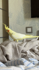 Cockatiel roams the bed in a Krasnoyarsk apartment
