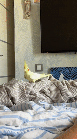 Cockatiel roams the bed in a Krasnoyarsk apartment