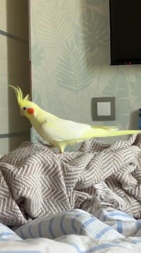 Cockatiel roams the bed in a Krasnoyarsk apartment