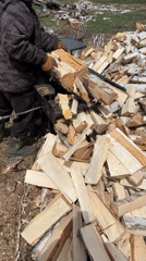 Man operates log splitter for birch firewood processing operation
