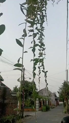 A low-angle, medium shot captures a string of hanging plants with elongated leaves against a hazy sky. The plants are in the foreground, with their stems and leaves dominating the frame. Behind the plants, a street is visible, flanked by buildings and utility poles with overhead wires. The overall lighting suggests it is either early morning or late afternoon. There are no people or significant actions occurring in the video.