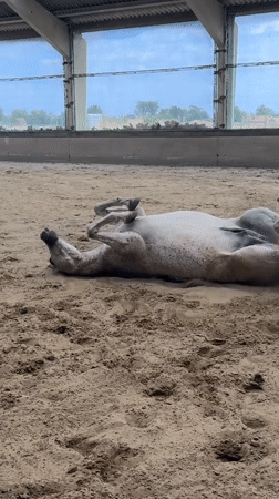 Horses in a Belgian equestrian facility, rolling and moving