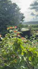 Gardens and flowers across two Gia Lai towns on a July morning