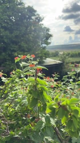 Gardens and flowers across two Gia Lai towns on a July morning
