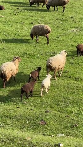 The video shows a field of grass with several sheep grazing. There are adult sheep with thick, woolly coats, and a few lambs. The lambs are smaller, and one is white while two are brown. The sheep are mostly eating grass. The environment is sunny and the grass is green.