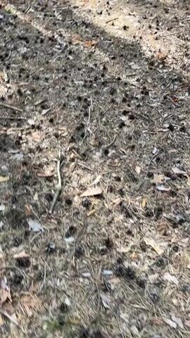 The video begins with a close-up shot of the forest floor, covered in pine needles, twigs, and pinecones. The camera then pans upwards, revealing a dense pine forest. Sunlight filters through the trees, creating dappled shadows on the ground. The camera continues to pan, showing the trunks of numerous pine trees stretching upwards into the canopy. The ground remains covered in pine debris. The video ends by showing a slightly wider view of the forest, with the trees appearing to recede into the distance.