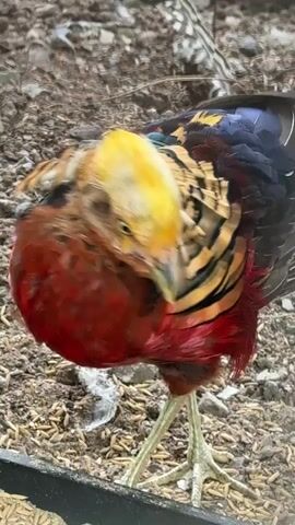 A vibrant, colorful pheasant is seen in close-up, its head blurred due to rapid movement as it appears to be foraging in a dusty, dry environment. The pheasant has a striking red chest and neck, a yellow crown, and iridescent blue and green feathers on its back and wings. Its legs and feet are a pale greenish-yellow, and it stands on a surface covered with small stones and what appears to be rice hulls or straw. The background is out of focus, suggesting the camera is focused on the bird. The lighting suggests it is daytime.