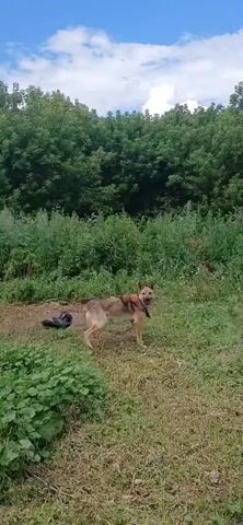 A light-brown dog stands in a grassy area next to a patch of green plants. The dog is wearing a black collar. Behind the dog is a dense line of green trees and shrubs. To the left of the dog, on the ground, are a pair of black boots. The sky above is blue with scattered white clouds.