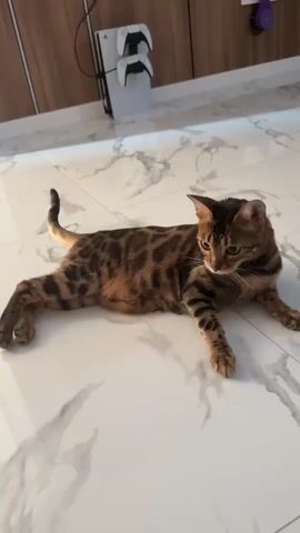 A short video shows a brown and black spotted cat lying on a white marble-patterned floor. The cat is positioned on its stomach with its legs extended. In the background, a white gaming console with two controllers is visible, standing upright against a wooden wall. A purple object is mounted on the wall to the right of the gaming console. The cat's tail is slightly curled. The lighting is artificial and appears to be from overhead. The cat's eyes are open and it is looking in various directions throughout the clip.