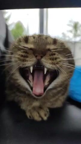 A Scottish Fold cat with tabby markings is shown in a close-up shot. The cat is resting on a dark surface, possibly a couch or chair. The background is blurred, showing a window with greenery outside. The cat's expression changes throughout the video, from a yawn with teeth exposed to a more neutral and then a slightly annoyed look. The lighting is soft, suggesting an indoor setting.