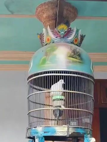 A white bird is inside a decorated birdcage that is hanging from the ceiling. The cage is ornate and features painted designs of landscapes and a winged creature on its top. The bird is perched on a green feeder. The ceiling is painted light blue with cream-colored trim.