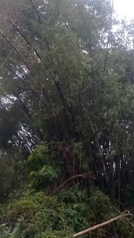The video shows a dense stand of bamboo trees with a cloudy sky in the background. The camera is positioned low, looking upwards into the canopy of the bamboo. The leaves of the bamboo are a dark green, and the stalks are thin and numerous, creating a thick wall of foliage. The lighting is diffused, suggesting an overcast day. The lower part of the frame shows some undergrowth with smaller green leaves and branches. The camera appears to be panning slightly or is being held steady, with minimal camera movement. No people or animals are visible. The overall impression is one of a lush, overgrown natural environment.