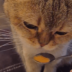 Tabby cat fed by spoon, grooms itself in Kemerovo