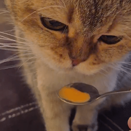 Tabby cat fed by spoon, grooms itself in Kemerovo