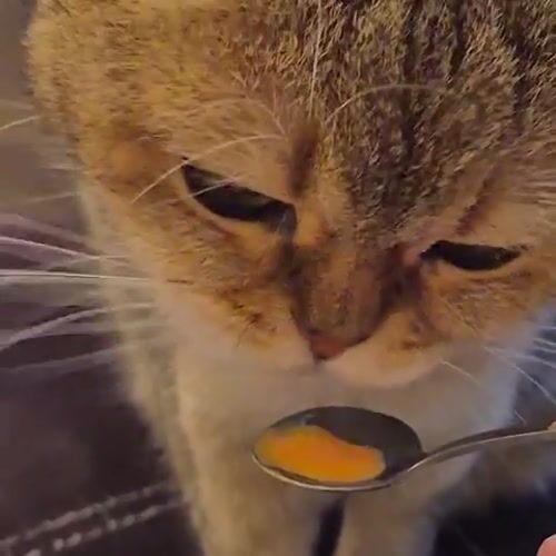 Tabby cat fed by spoon, grooms itself in Kemerovo