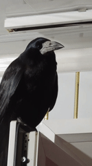 Hand-rearing baby animals and a curious bird in Abakan
