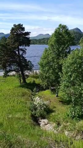 A drone slowly pans across a serene landscape. The foreground is dominated by lush green grass, with a small ditch filled with rocks and some small plants running through it. To the left, a large, dark green pine tree stands tall, its branches reaching towards the sky. In the mid-ground, a calm, blue lake stretches out, its surface rippling gently. A sandy shore is visible along the lake's edge. A road or path runs along the left side of the lake. To the right of the lake, several large, leafy green trees create a dense canopy. In the background, rolling hills covered in dark green trees ascend towards a bright blue sky dotted with fluffy white clouds. The overall impression is one of natural beauty and tranquility.