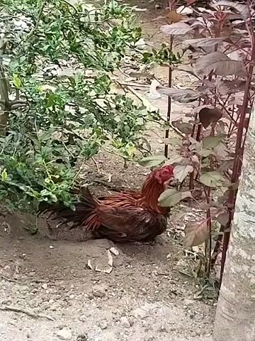 The video shows a chicken sitting still on the ground next to some vegetation. The chicken is primarily brown with red features on its head. It is surrounded by dirt, small stones, and various plants, including a leafy green bush and a burgundy plant. The ground appears to be partially shaded. There is some indistinct sound in the background, including what sounds like children's voices. The video has a slightly shaky quality.