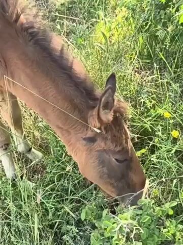The video shows a close-up of a brown horse eating grass. The horse is in a field of tall green grass and weeds. The horse's head is down, and its mouth is in the grass. There are a few yellow flowers visible in the grass. The video is taken from above the horse.