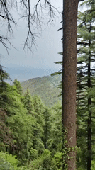 Daily life captured in Dharamkot's Buddhist community and landscapes